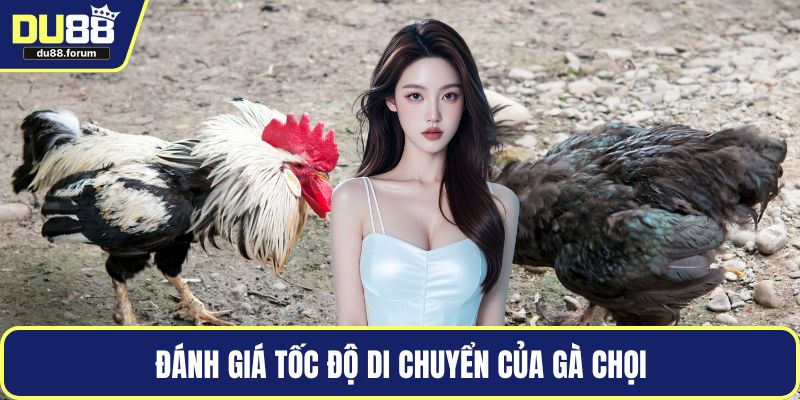 Đánh giá tốc độ di chuyển của gà chọi